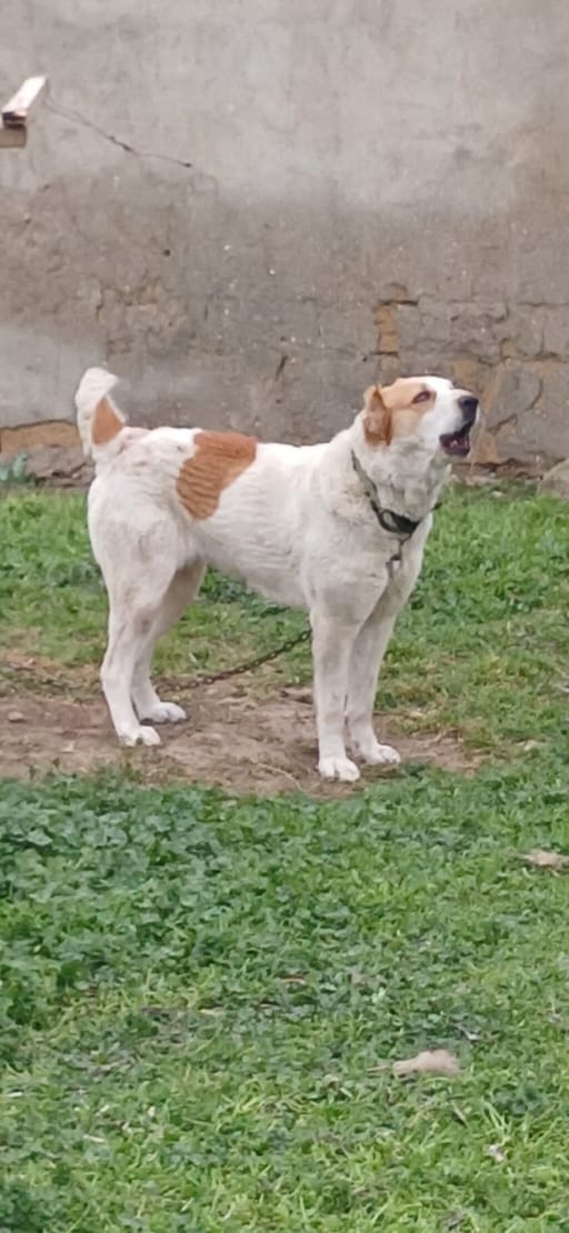 Dişi Alabay iti